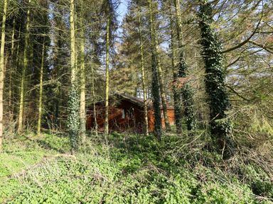 A wooden cabin surrounded by trees and dense green vegetation at Kestrel in Withern near Alford