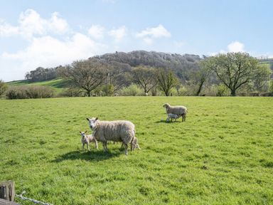A grassy field with sheep and lambs and trees in the background at Pant Y Cwtsh in Kidwelly