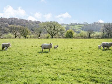 Sheep and lambs grazing in a grassy field with trees and hills in the background at Pant Y Cwtsh in Kidwelly
