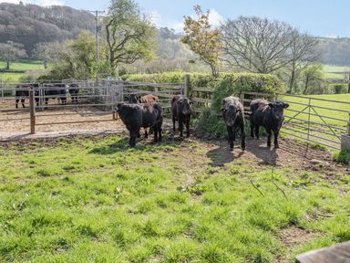 A group of black cows standing in a fenced grassy paddock with trees and hills in the background at Pant Y Cwtsh in Kidwelly