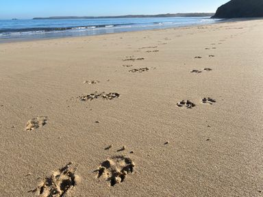 A sandy beach with animal and human footprints near the shoreline at Azure Retreat at Una in Carbis Bay near St Ives