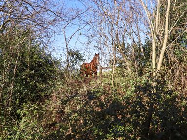 A brown horse standing behind bushes and trees under a clear blue sky at The Dairy at Wyke Farm in Wyke near Lyme Regis