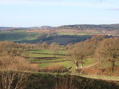 A rural landscape with fields trees and a horse at The Dairy at Wyke Farm in Wyke near Lyme Regis