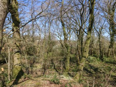 A wooded area with bare trees moss on trunks and rope lines tied between trees at Stapleford Farm in Hooke near Beaminster