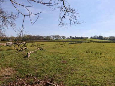 An open grassy field with scattered tree branches and fenced areas at Stapleford Farm in Hooke near Beaminster