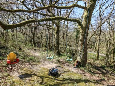 A swing set with three swings hanging from tree branches in a wooded area at Stapleford Farm in Hooke near Beaminster