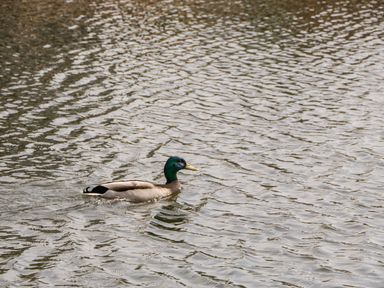 A duck swimming on a rippled body of water at Summerdown in Brean