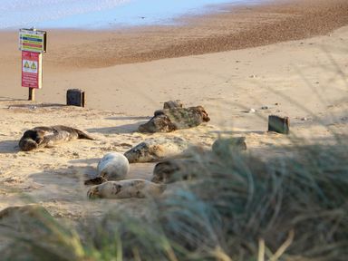 A beach with several seals resting on the sand near the waterline at Sweetacres in Hemsby