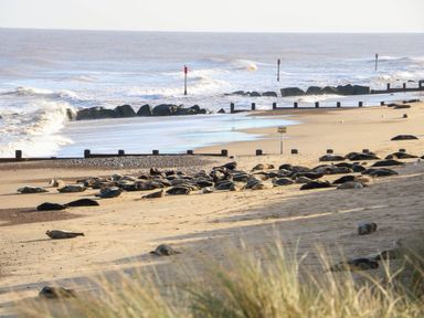 A beach with seals resting on sand near ocean waves at Sweetacres in Hemsby