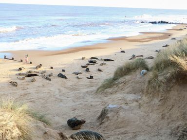 A sandy beach with seals resting near sand dunes and ocean waves at Sweetacres in Hemsby