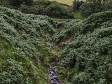 A view of ferns and a stream in a valley at Howgill Head, Kendal