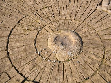 A stone surface with a spiral fossil pattern carved at Sunset Lodge in Fortuneswell