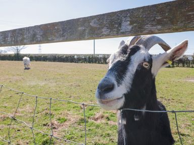 A black and white goat near a wire fence in a field with a white pony in the background at Beaver Cottage in Little Thirkleby near Thirsk