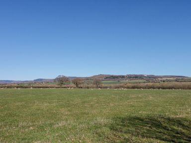 A green field with sheep grazing and trees in the distance at Beaver Cottage in Little Thirkleby near Thirsk