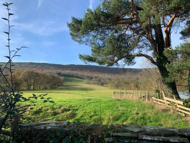 A green field with trees and a large tree in the foreground at White Haywood Farmhouse & Barn in Craswall