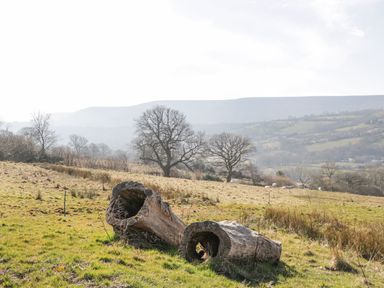 A grassy field with two hollow tree trunks and leafless trees in the background at White Haywood Farmhouse & Barn in Craswall