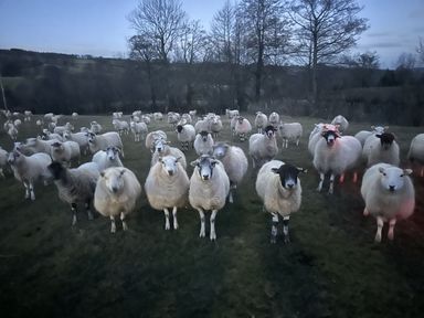 A field with many sheep standing facing the camera with leafless trees in the background at White Haywood Farmhouse & Barn in Craswall