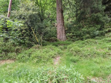 A natural area with trees and grass at Tryfan Cottage in Nant Gwynant