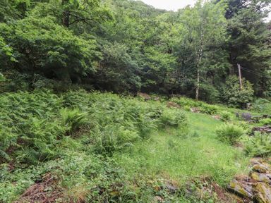 A garden area with ferns and grass at Tryfan Cottage in Nant Gwynant
