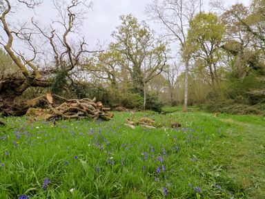 A grassy woodland clearing with cut tree logs and purple flowers near Oak Shepherd Hut Monkton Wyld near Charmouth