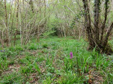 A forest clearing with green grass and wildflowers among thin tree trunks at Oak Shepherd Hut in Monkton Wyld near Charmouth