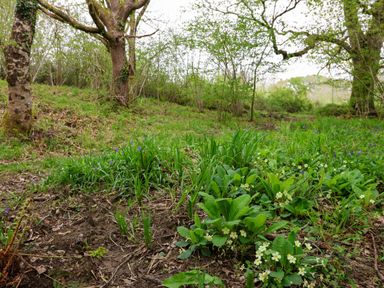 A forest clearing with green plants and yellow flowers near oak trees at Oak Shepherd Hut Monkton Wyld near Charmouth