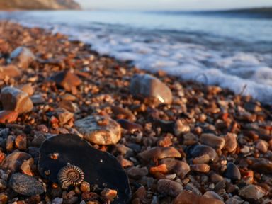 A close up of pebbles and a small fossil on a rocky beach by the sea at Oak Shepherd Hut Monkton Wyld near Charmouth