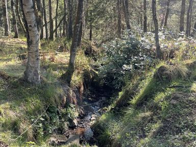 A natural setting with trees and a stream at Woodburn Lodge, Otterburn