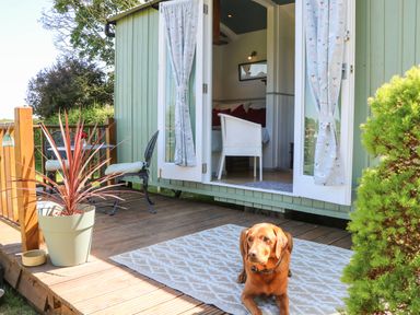 A patio with a dog lying on a rug outside a small green cabin with open doors at Songbirds St Michaels Kent