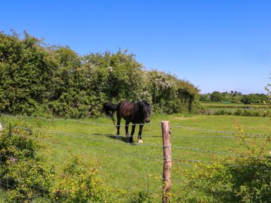 A black horse standing in a grassy fenced field with trees and bushes in the background at Songbirds in St Michaels Kent
