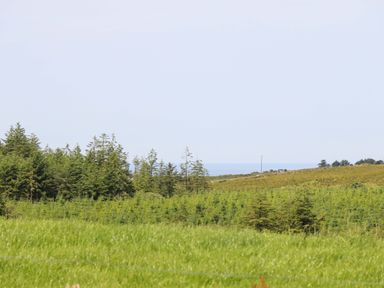 A landscape with trees and ocean view at Teach Ti in Miltown Malbay