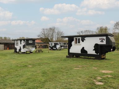 Three small buildings painted like cows on a grassy field with picnic tables at Buttercup Cow Shed 3 in Easton near Campsea Ashe