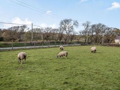 A grassy field with five sheep grazing near a road and trees at Bryn Derw in Caernarfon