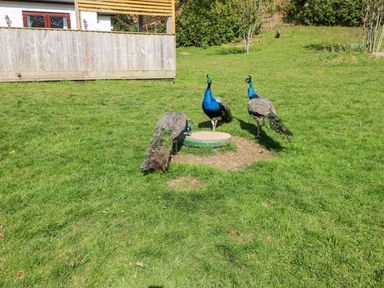 Three peacocks near a fountain in a garden at The Lodge in Bridgend