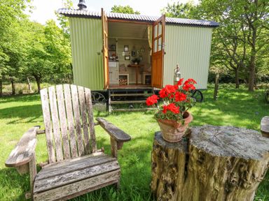 A wooden chair and a tree stump with a flowerpot in front of a small green structure with open doors in a garden at Sika in Warmwell