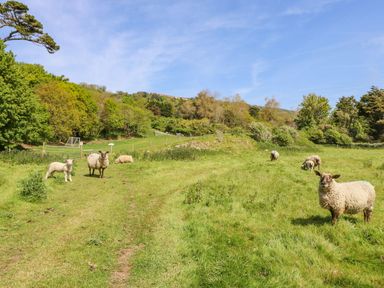A grassy field with sheep and a background of trees at Moonlight in Ventnor