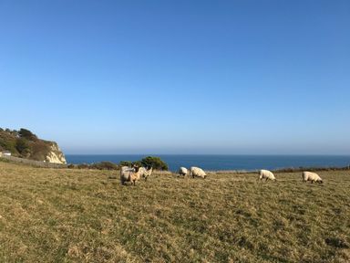 A grassy field with sheep grazing by the sea near cliffs at Moonlight in Ventnor