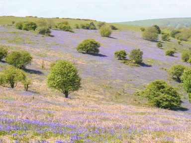 A hillside covered with purple flowers and scattered green trees at Moonlight in Ventnor