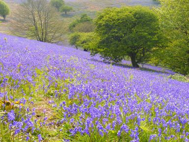 A field of purple flowers with trees in the background at Stardust in Ventnor