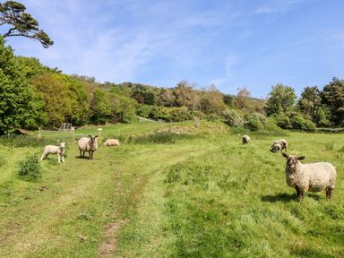 A grassy field with sheep grazing and trees in the background at Stardust in Ventnor