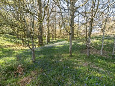 A forest area with bluebells growing under trees at Jubilee Bungalow Pet Friendly Sleeps 4 Penrith
