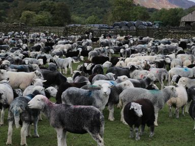 A flock of sheep grazing in a fenced field with trees and hills in the background