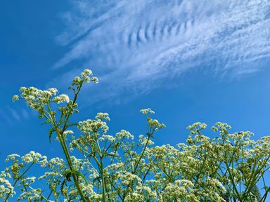 A view of flowers under a blue sky at The Studio in Feock near Truro