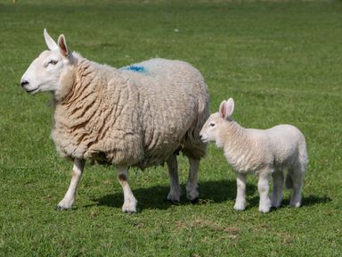 A sheep and a lamb standing on grass in a field at Twilight in Raglan
