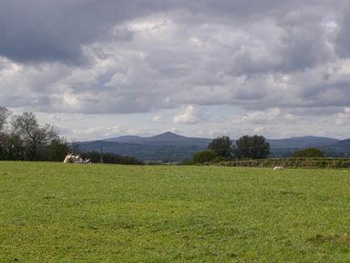 A green field with sheep lying down and trees in the distance under a cloudy sky at Twilight in Raglan