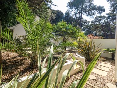 A garden with palm trees and stepping stones in a fenced area at 6 Red Sails in Sandbanks