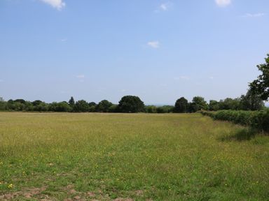 A field with grass and flowers under a blue sky with trees at Honeypot Hideaways - Acacia