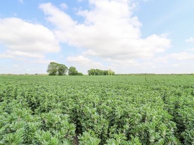 A green field with rows of plants and clusters of trees on the horizon at Woodpecker in Lode near Bottisham