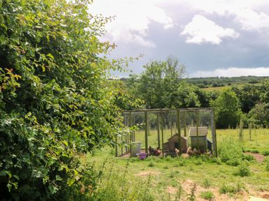A chicken coop with chickens and greenery at The Cow Shed