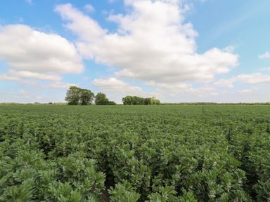A large green crop field with trees in the distance under a partly cloudy sky at The Heron in Lode near Bottisham